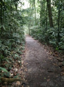 Example of the nature trek, surrounded by jungle